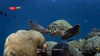 A hungry hawksbill turtle, Eretmochelys imbricata chomps some soft coral using its.
