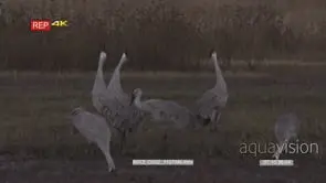 Sandhill cranes calling, very early morning feeding on insects