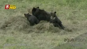 Adult female Grizzly bear mother and two cubs sitting, looking around.