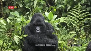 Mountain Gorilla sitting in forest looking at camera XCU ZO MS HAND