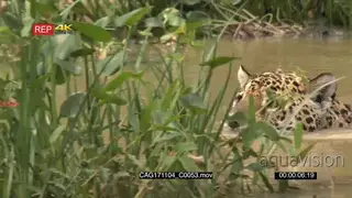 Jaguar (Panthera onca) swimming, hunting along riverbank, in the Pantanal wetlands, Brazil