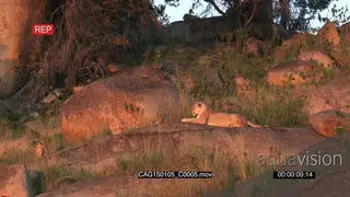 African Lioness laying down and looking around on rocks with cubs MWS HAND
