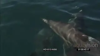 Common Dolphin pod porpoising TRACKING AW
