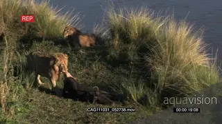African Lion dragging carcass on riverbank and Lioness laying down HA LS PAN