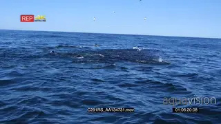 A group of seals and a school of common dolphins swimming.