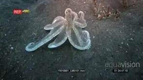 Wide shot of a white net-Octopus, octopus sp2 swimming over the sea sand