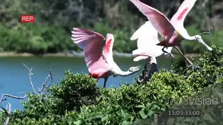 Roseate Spoonbills standing on tree flapping wings moving and looking around MLS PAN
