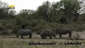 White Rhino herd on Riverbank WS