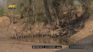 Kudu herd and Chacma Baboon drinking from Puddle of water WS