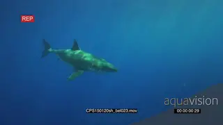 Great White Shark swimming underwater in ocean MLS PAN HAND