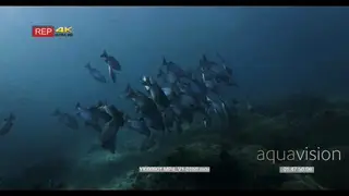 Close up shot of a large school of Lowfin Rudderfish, Lowfin Drummer.