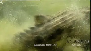 Intimidation behaviour of two adult Nile Crocodiles aggressive and fight each other.