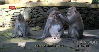 Two adult and a teenager Balinese long-tailed monkey sitting and grooming one another