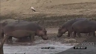 Hippo pod face off mock charge aggressive intimidation behaviour on riverbank getting.