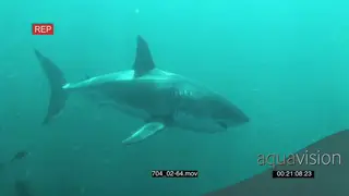 Large Great White Shark swimming underwater in ocean passing camera PROFILE