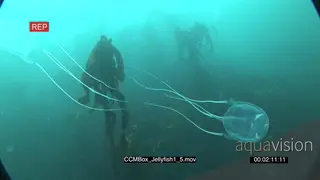 School of Box Jellyfish swimming underwater in ocean and passing by camera MLS PAN