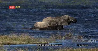 A Herd of African Elephant crossing the Chobe river and drinks water