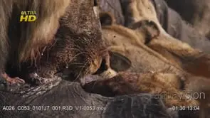 Adult Male African Lion and cubs feeding on African Elephant carcass during sunset, MCU.