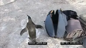 African Penguins at Boulders Beach