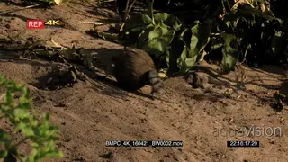 Dung Beetle rolling dung SCENIC