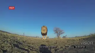 African male lion walking towards the GoPro camera and then grabs it with the mouth DRY.