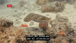 Cuttlefish hovering over Tropical reef changing colour UW