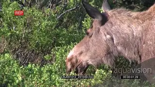Moose Walking in the Bushveld Searching for food