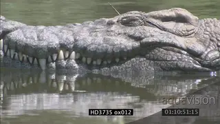 Crocodile in water, basking, opens mouth