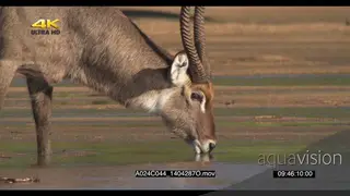 Waterbuck bull drinking from a river MCU