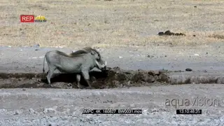 Warthog uses its tusk as a shovel to search for food on the water edge