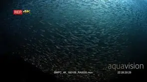A silhouette of a large bait ball of Anchovies, Stolephorus indicus swirling in the…