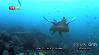 A green sea turtle swims through reef fish towards the camera