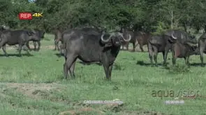 Cape Buffalo standing on bushveld looking at camera and herd walking behind it WS HAND