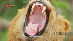 Close up shot of young male lion's mouth yawning