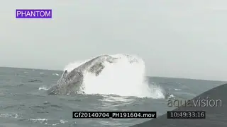 Humpback whales tail-slapping, Lobtailing WS GOOD LIGHT