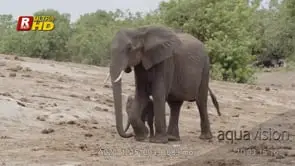 Adult female African Elephant with its calf struggling to see object on the ground while.