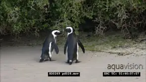 African Penguins at Boulders Beach