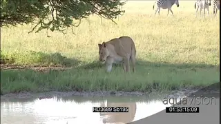 African lioness walking towards watehole drinking water Zebras walking past in BG