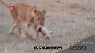 Young African Lion biting and and running around with a newborn cub and others chasing.