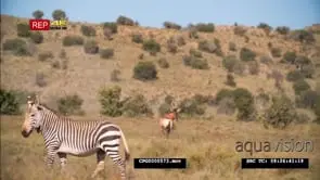A Small Dazzle of [3] Zebras Walking across the Grassland MWS