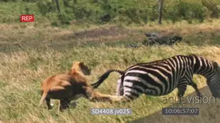 African lioness kicked in the face trying to takedown zebra NO TAKEDOWN
