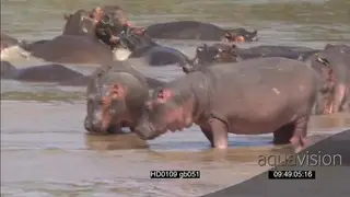 Hippo walking along riverbank NiIe crocodiles basking hippo pod with calfs social.