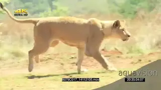 African Lioness chasing running across