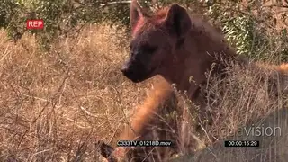 A Pair of Spotted Hyenas Feeding on a carcass in the Bush Looking around Alert and one.