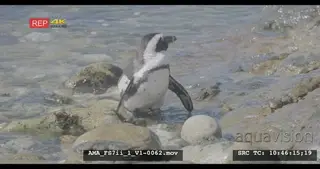 African Penguin swimming and bathing in the ocean, preening, rubbing, floating, Standing.