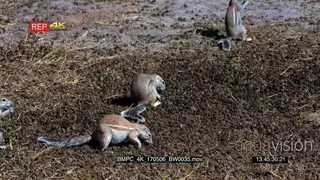 A group of cape ground squirrels searching through a pile of buck dropping picking one at.