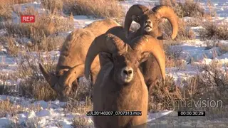 Bighorn Sheep standing on snowy prairie looking at camera then walking around following.