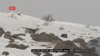 Elk Antelope being hunted by Gray Wolf and wolf running around on snowy prairie WS PAN