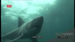 Great White Shark Charges and attacks Camera GOOD LIGHT