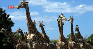 A Large Herd of Giraffes standing and feeding on tree leaves on the Savannah